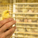 Biden administration aims to increase regulation and competition in the poultry industry.