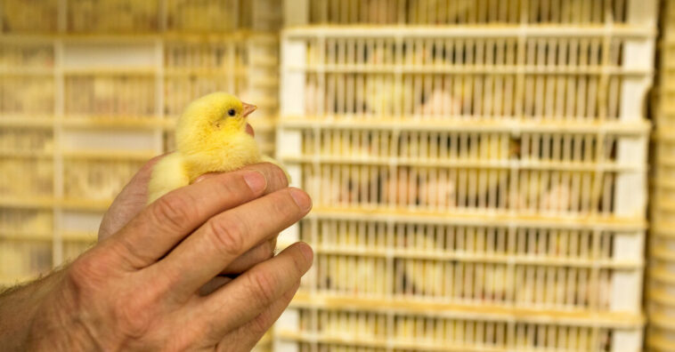 Biden administration aims to increase regulation and competition in the poultry industry.