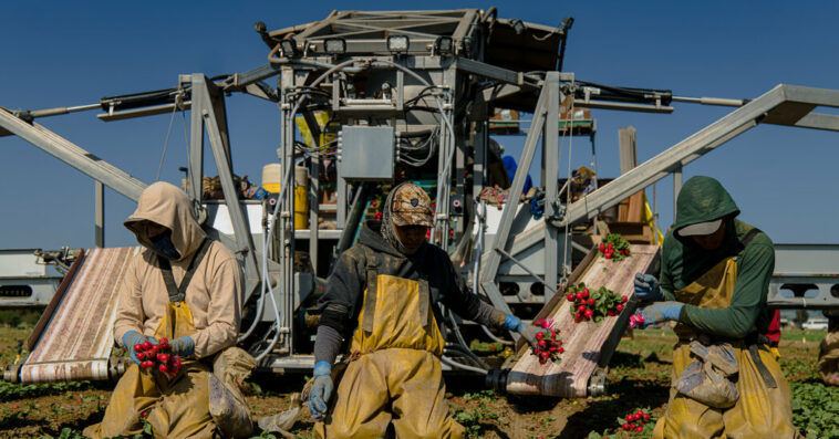 Illegal Immigration Is Down, Changing the Face of California Farms