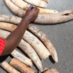 Is ethical ivory trade possible?