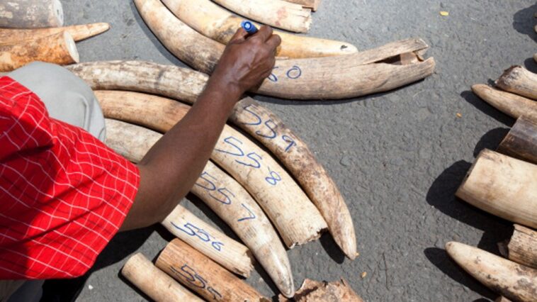 Is ethical ivory trade possible?