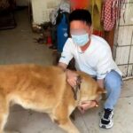 A dog has been rescued from a butchers in China by animal activists just hours before its slaughter for an annual dog meat festival