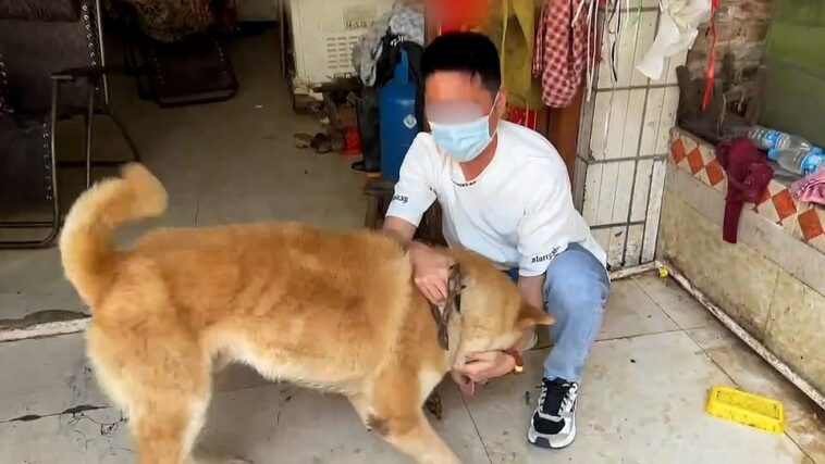 A dog has been rescued from a butchers in China by animal activists just hours before its slaughter for an annual dog meat festival