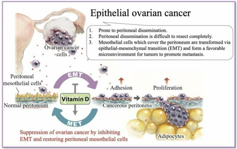 Vitamin D may restore the body’s natural barrier against ovarian cancer