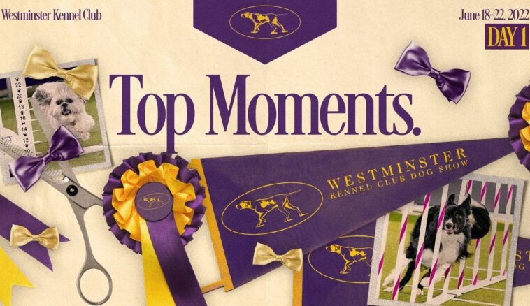 2022 Westminster Dog Show: Bee is Masters Agility Champion