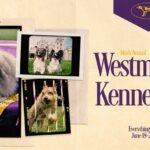 2022 Westminster Kennel Club Dog Show: Everything you need to know