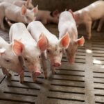 News Picture: Antibiotic-Resistant 'Superbug' Now Widespread in Pigs, Can Jump to Humans