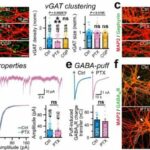 Biochemists use enzymes to change how brain cells communicate with each other