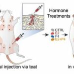 Breakthrough study of hormone 'crosstalk' in breast cancer