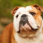 News Picture: Breeding Puts English Bulldogs at High Risk of Multiple Ailments