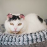 Cat who had ears removed due to skin cancer needs a home