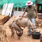 Desk to donkey farm: Karnataka man quits snug job to script success story, gets Rs 17 lakh order!