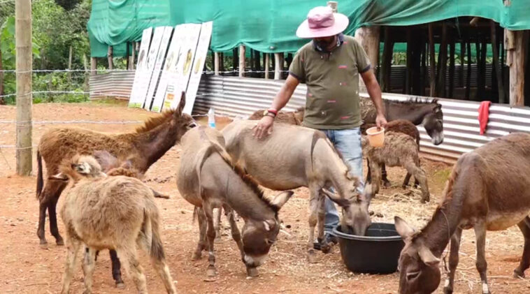 Desk to donkey farm: Karnataka man quits snug job to script success story, gets Rs 17 lakh order!