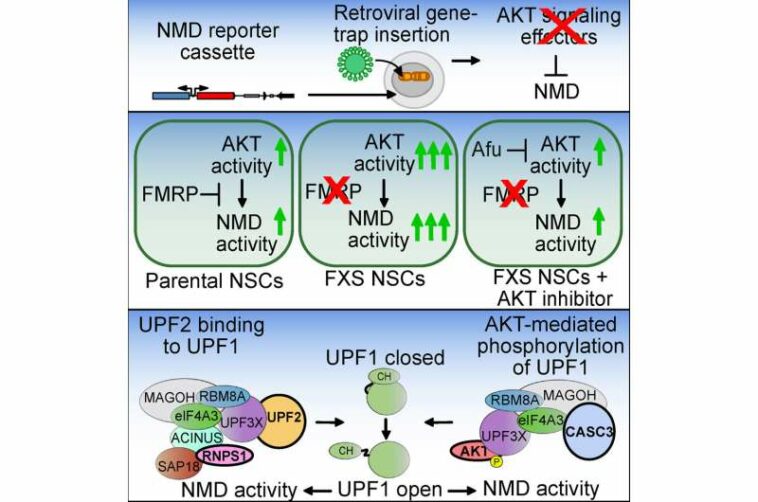 Early research reveals how a single drug delivers twice the impact in fragile X