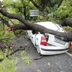 Ecologists explain why so many trees were uprooted during Delhi thunderstorm