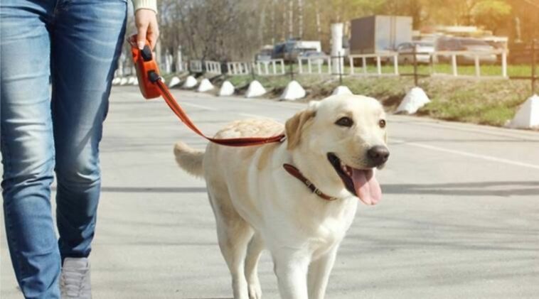 From reel to real bond: Endearing movie plot drives demand for Labrador dogs