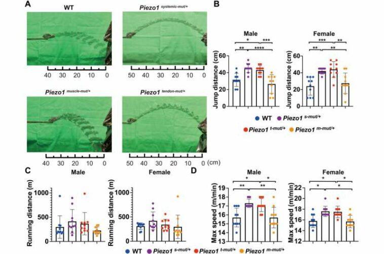 Gene variant gives mice super-powered tendons for jumping and running