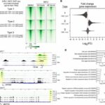 Genome-wide intricacies of cancer inhibitor untangled