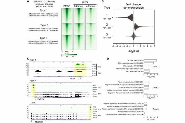 Genome-wide intricacies of cancer inhibitor untangled