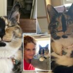 pictures of snickers the smiling cat with her owner kelly