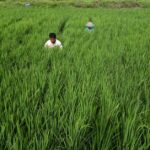 How CRISPR rice could help tackle climate change