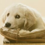 Golden Retriever Puppy chewing slipper on floor, close-up