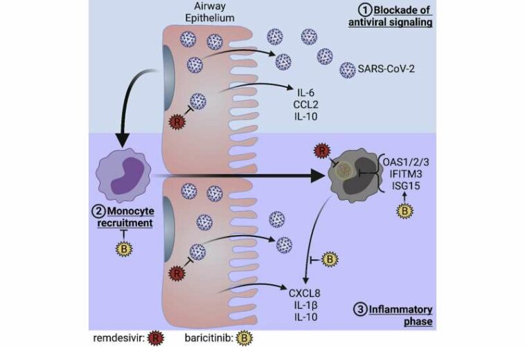 Immunologists identify critical immune cell target to treat COVID-19 complications