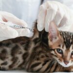 India's first Covid-19 vaccine for animals, vaccine for pets, Covid-19 vaccine for pet dogs, Covid-19 vaccine for pet cats, Anocovax vaccine, indian express news