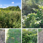 'It has been growing massively': Japanese knotweed moves towards homes