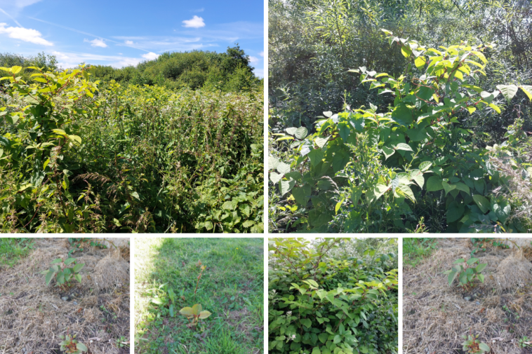 'It has been growing massively': Japanese knotweed moves towards homes