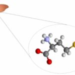 Lack or excess of amino acid methionine in diet can affect liver cells, study shows