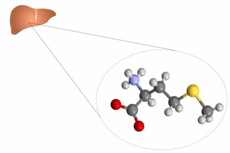 Lack or excess of amino acid methionine in diet can affect liver cells, study shows