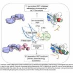 CNIO researchers identify cryptic vulnerabilities in an oncoprotein that could be used in the development of novel anti-cancer d