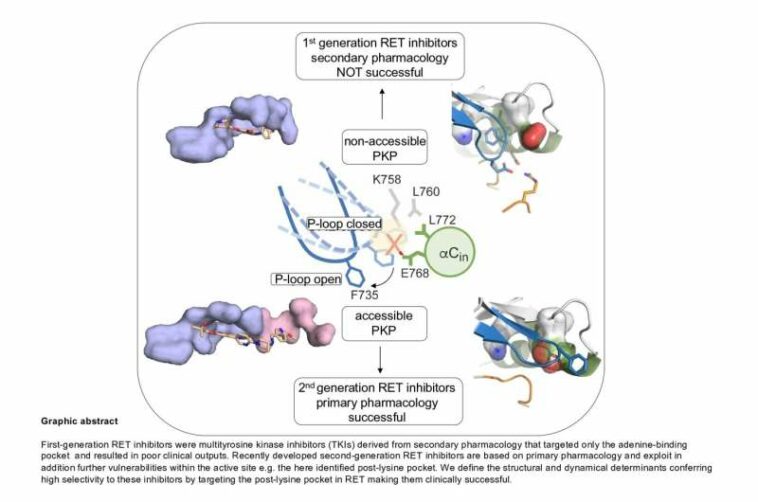 CNIO researchers identify cryptic vulnerabilities in an oncoprotein that could be used in the development of novel anti-cancer d