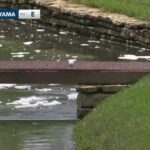 Saved by the bridge! Hideki Matsuyama incredibly avoids water