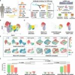 Single-cell analysis reveals clues about promising cancer therapy