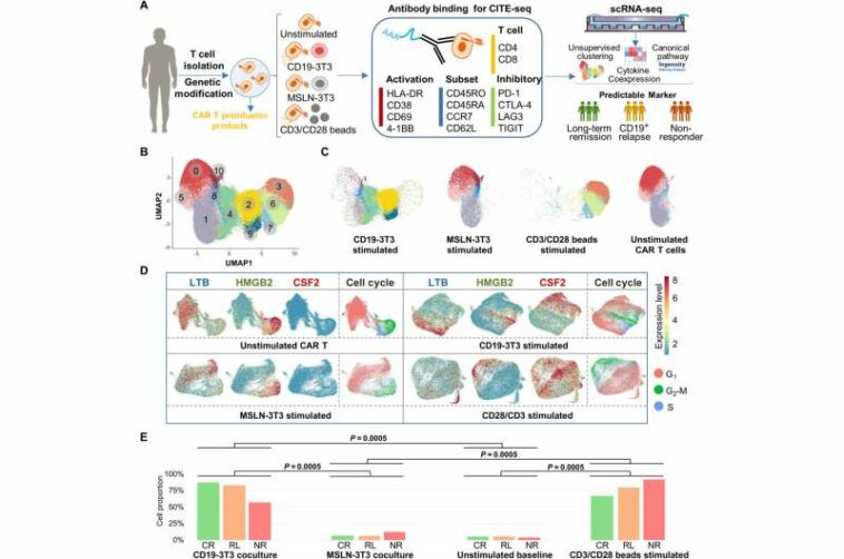 Single-cell analysis reveals clues about promising cancer therapy