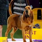 bloodhound, Trumpet the bloodhound, Westminster Kennel Club Dog Show, Trumpet the dog, Trumpet pictures, dog competition, dog show, indian express news