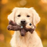 News Picture: Squeaky or Furry: New Insights Into Dogs' Love of Toys