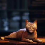 Stray, the cyberpunk cat simulator, is now coming out in July