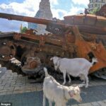 A Ukrainian goat has injured several Russian soldiers after triggering their own tripwire and setting off a series of grenades (file image of goats next to Russian tanks in Ukraine)