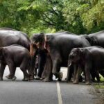 Viral Video: Baby Elephant gets Z+++ Security by herd| Watch adorable clip