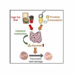 Western diets rich in fructose and fat cause diabetes via glycerate-mediated loss of pancreatic islet cells