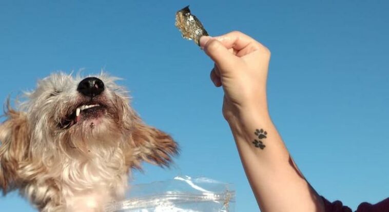 Zero waste: The Portuguese business turning leftover fish into dog treats