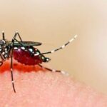 153 dengue cases reported in Delhi so far, 10 in July: Civic report