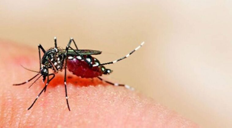 153 dengue cases reported in Delhi so far, 10 in July: Civic report