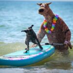 BOURNEMOUTH, ENGLAND - JULY 23: A competitor dressed as Scooby Doo and their dog warm up before the racing, on July 23, 2022 in Bournemouth, England. The UK Dog Surfing Championships is being held for its 4th year, taking place at Branksome Dene Chine Beach with dog surfing heats and family entertainment throughout the day. (Photo by Finnbarr Webster/Getty Images)