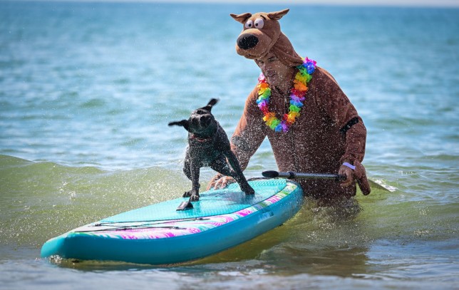 BOURNEMOUTH, ENGLAND - JULY 23: A competitor dressed as Scooby Doo and their dog warm up before the racing, on July 23, 2022 in Bournemouth, England. The UK Dog Surfing Championships is being held for its 4th year, taking place at Branksome Dene Chine Beach with dog surfing heats and family entertainment throughout the day. (Photo by Finnbarr Webster/Getty Images)