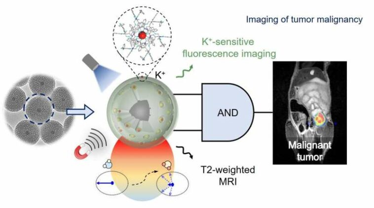 An artificial intelligence probe help see tumor malignancy