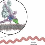 Borrelia bacteria's method of avoiding human immune defences uncovered